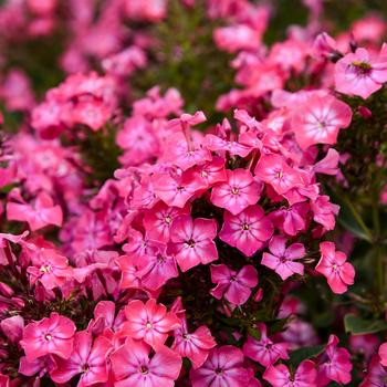 Phlox paniculata Luminary® 'Pink Lightning' (259468)