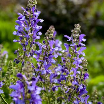 Salvia Living Large™ 'Big Sky' (259470)