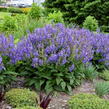 Salvia Living Large™ 'Big Sky' (259471)