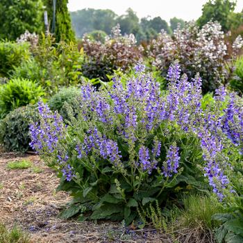 Salvia Living Large™ 'Big Sky' (259472)