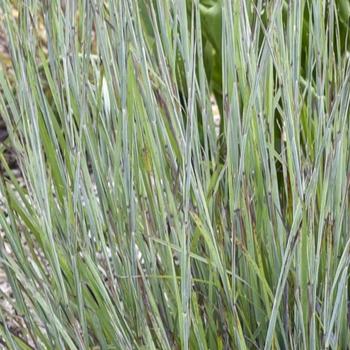 Schizachyrium scoparium Prairie Winds® 'Brush Strokes' (259475)