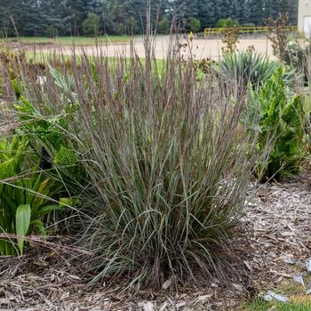 Schizachyrium scoparium Prairie Winds® 'Brush Strokes' (259476)