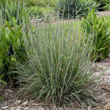 Schizachyrium scoparium Prairie Winds® 'Brush Strokes' (259477)