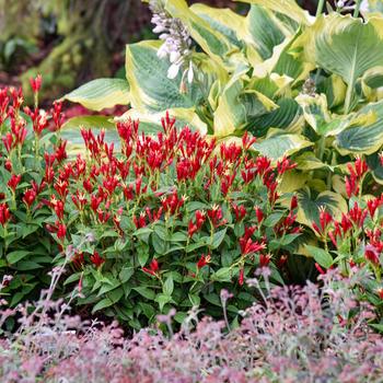 Spigelia marilandica 'Apple Slices' (259478)