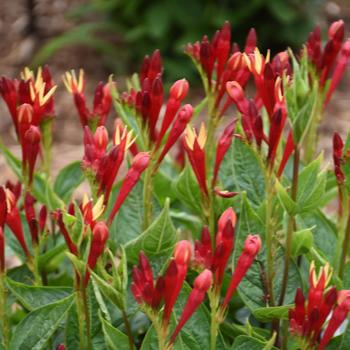 Spigelia marilandica 'Apple Slices' (259480)