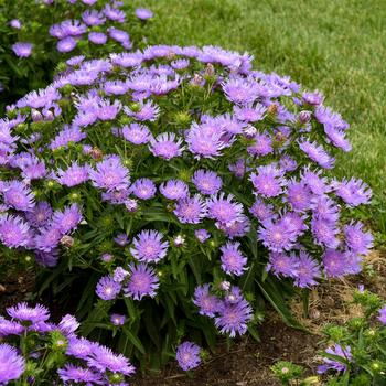 Stokesia laevis Totally Stoked™ 'Riptide' (259481)