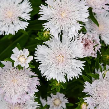 Stokesia laevis Totally Stoked™ 'Whitecaps' (259484)