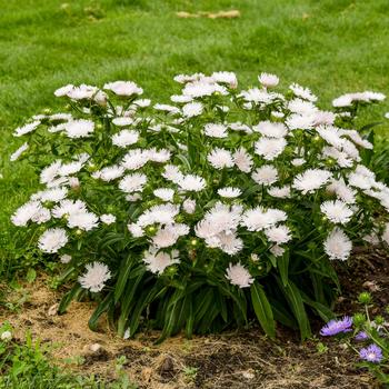 Stokesia laevis Totally Stoked™ 'Whitecaps' (259485)