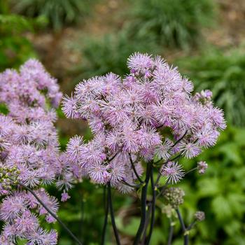 Thalictrum 'Cotton Candy' (259488)