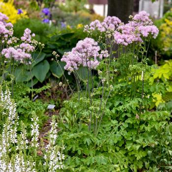 Thalictrum 'Cotton Candy' (259489)