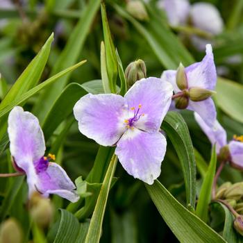 Tradescantia 'Webmaster' (259493)