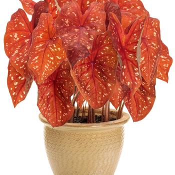 Caladium hortulanum Heart to Heart® 'Burning Heart' (259759)