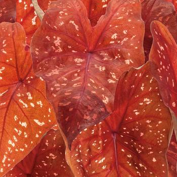 Caladium hortulanum Heart to Heart® 'Burning Heart' (259761)