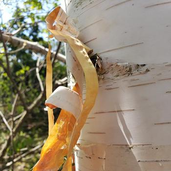 Betula 'Avalanche®' (260136)