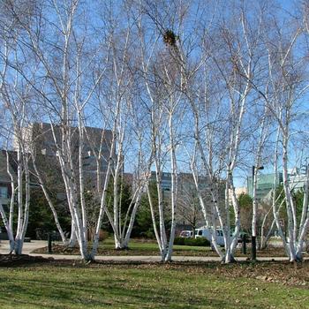 Betula 'Avalanche®' (260137)