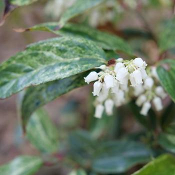 Leucothoe fontanesiana 'Paisley Pup™' (260142)