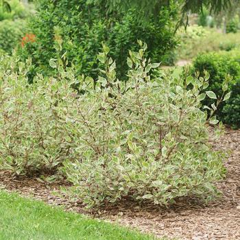 Cornus alba 'Sgt. Pepper™' (260149)