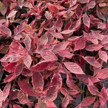 Cornus alba 'Sgt. Pepper™' (260150)