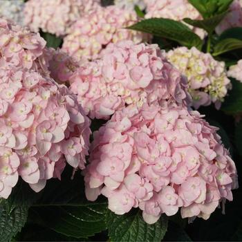 Hydrangea macrophylla 'Wee Bit Innocent™' (260153)