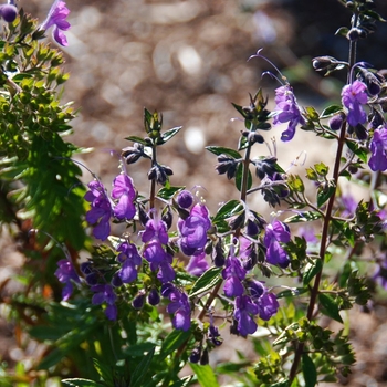 Trichostema lanatum x purpusii 'Midnight Magic' 