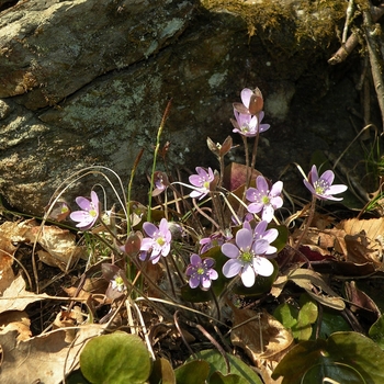 Hepatica americana