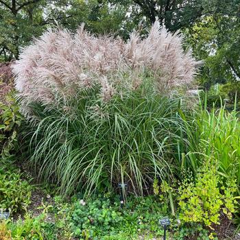 Miscanthus sinensis 'Oktoberfest' (260451)