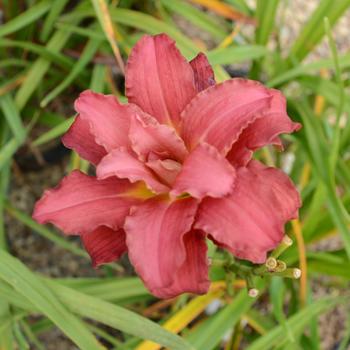 Hemerocallis 'Double Pardon Me' (260549)