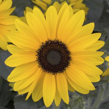 Helianthus annuus Sunfinity® '' (260713)