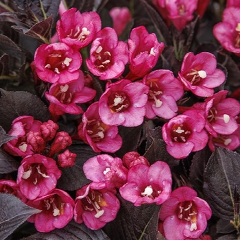 Weigela florida 'VBL1' PPAF