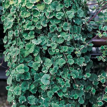 Glechoma hederacea 'Variegata' (260942)