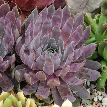 Sempervivum Chick Charms® 'Berry Blues™' (261132)