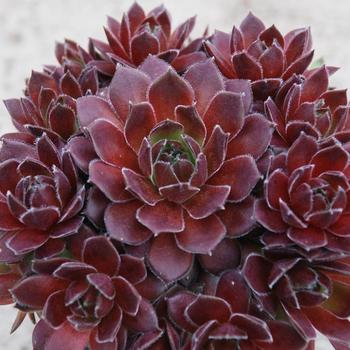 Sempervivum Chick Charms® 'Berry Bomb™' (261134)