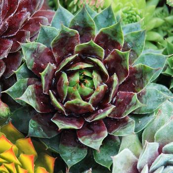 Sempervivum Chick Charms® 'Cranberry Cocktail™' (261170)