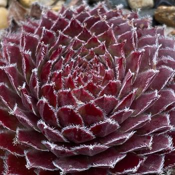 Sempervivum Chick Charms® 'Gold Dust™' (261180)