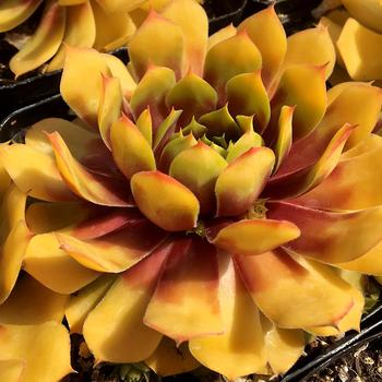 Sempervivum Chick Charms® 'Gold Nugget™' (261181)