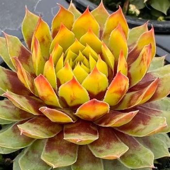 Sempervivum Chick Charms® 'Gold Rush™' (261185)