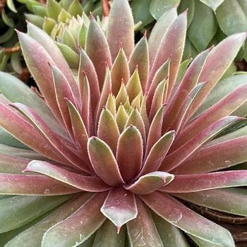 Sempervivum Chick Charms® 'Lemon Waves™' (261188)