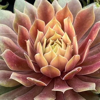 Sempervivum Chick Charms® 'Lemon Waves™' (261189)