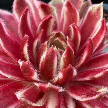 Sempervivum Chick Charms® 'Lotus Blossom™' (261193)