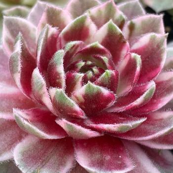 Sempervivum Chick Charms® 'Lotus Blossom™' (261194)