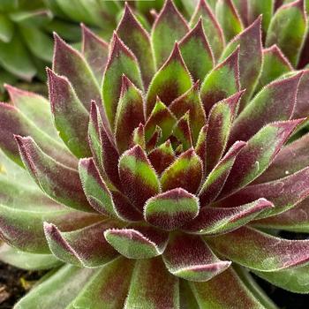 Sempervivum Chick Charms® 'Mint Chocolate Chip™' (261197)