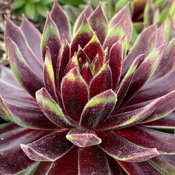 Sempervivum Chick Charms® 'Mint Chocolate Chip™' (261198)