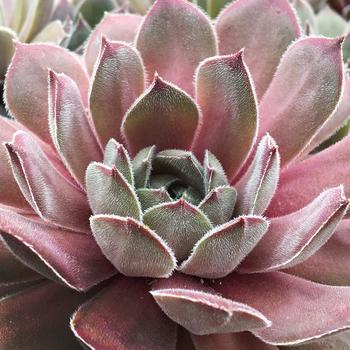 Sempervivum Chick Charms® 'Silver Suede™' (261204)