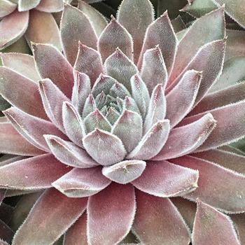 Sempervivum Chick Charms® 'Silver Suede™' (261205)