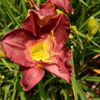 Hemerocallis 'Lexington Avenue' (261266)