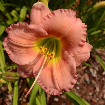 Hemerocallis 'Chorus Line' (261269)