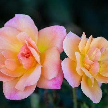 Rosa 'Bright & Shiny™' (262155)