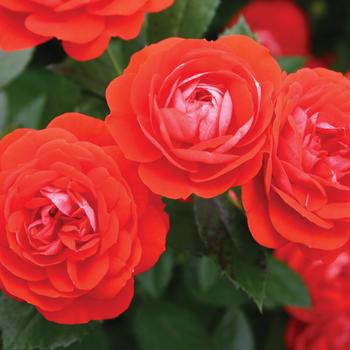 Rosa Veranda® 'Brilliant™' (262182)