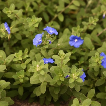 Evolvulus glomeratus 'Hawaiian Blue Eyes' 