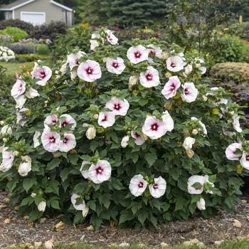 Hibiscus 'Angel Eyes' (262802)